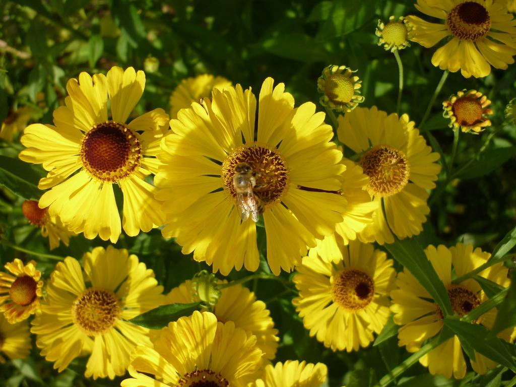 Отель Marigolds Сигулда Номер фото